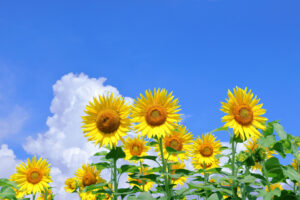 Bright yellow sunflowers with dark centers rise above green leaves against a clear blue sky with a few white clouds.