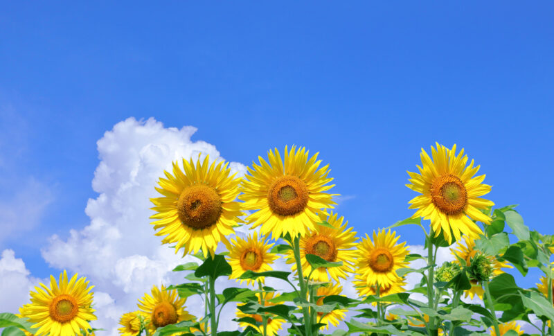 Bright yellow sunflowers with dark centers rise above green leaves against a clear blue sky with a few white clouds.